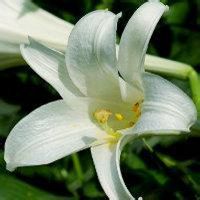 洁白如雪百合花微信头像微信头像图片大全