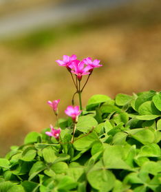 最近练习拍的几张花油菜花等和三张风景图,请大师指点,基本无后期