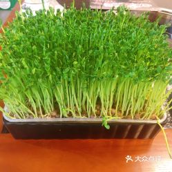 回味火锅的活体豌豆苗好不好吃用户评价口味怎么样上海美食活体豌豆苗实拍图片大众点评