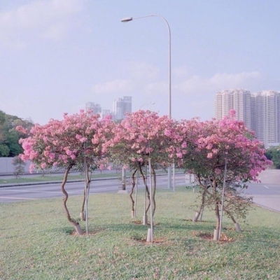 顾柒颖唯美清新背景图