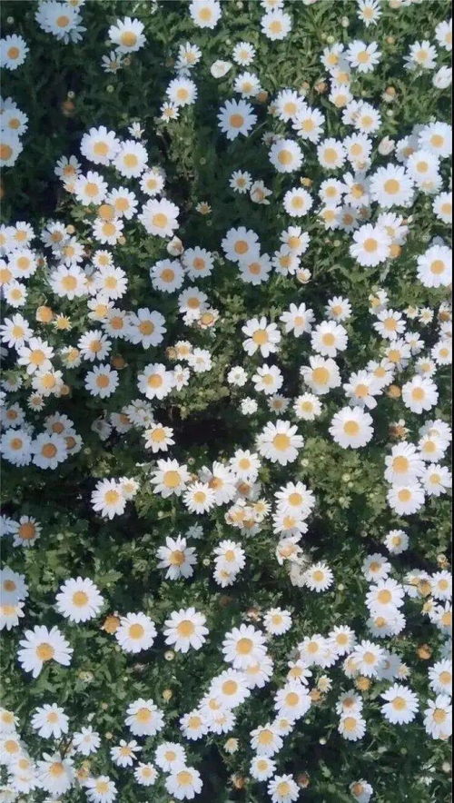 ins风小众手机壁纸花