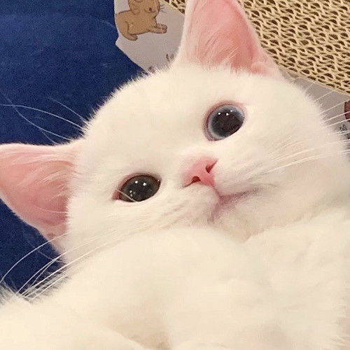 猫头像可爱微信头像猫咪