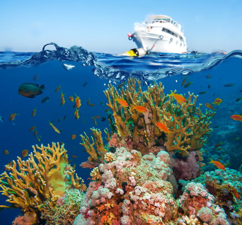 海洋生物高清图片摄影图下载至来源处