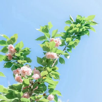 2023最新鲜花小清新风景头像
