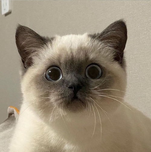 卡哇伊猫咪头像来喽