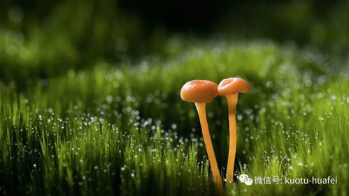 小蘑菇成就大产业助推邹城乡村振兴