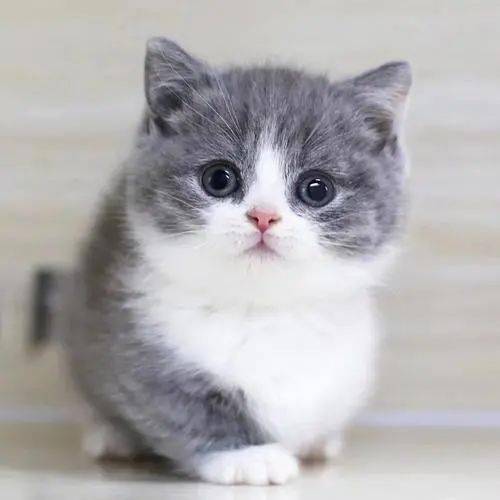 蓝眼睛的白猫,为何天生失聪关于猫的眼睛还有多少是你不知道的