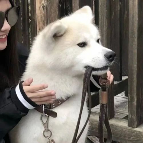 每日头像