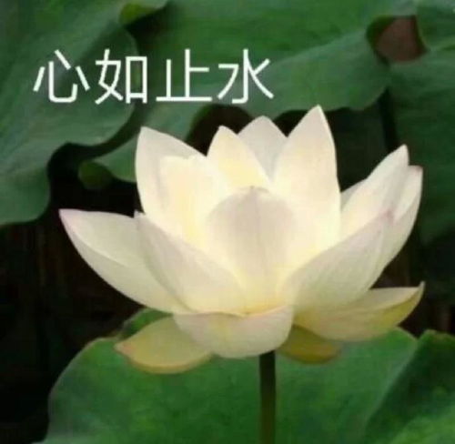 看完550亿的工厂,我把刚抢的iphone挂闲鱼了