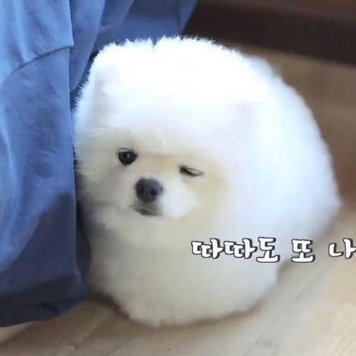 好多小狗头像